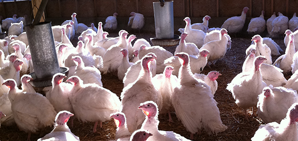 Crowshall Veterinary Services LLP Turkeys Image