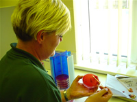 Plating swabs for bacteriology from Post mortem exam