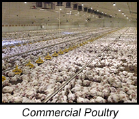 Poultry Vets