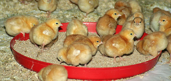 Crowshall Veterinary Services LLP Chicks Image