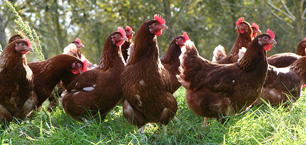 Free Range Laying Hens