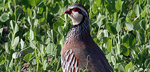 Poultry Vets