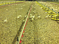 Broiler Chicks