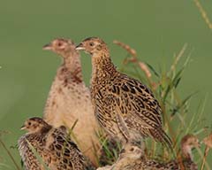 Gamebird Rearing