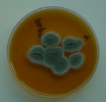 aspergillus-malt