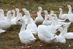 Ducks and Geese 2