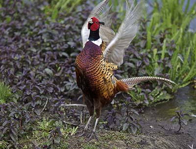 pheasant